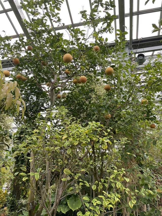 시원한 실내에서 이국적인 식물구경 어때요🌴