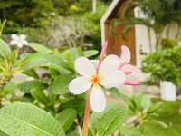 Seashell Village Resort