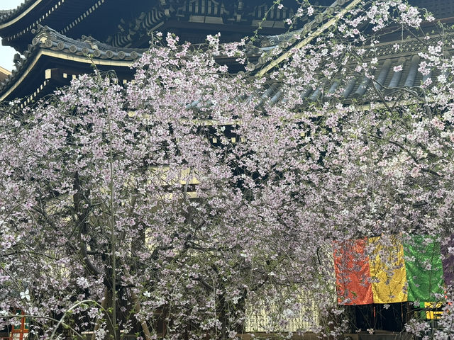 京都鬧市中的賞櫻名所🌸
