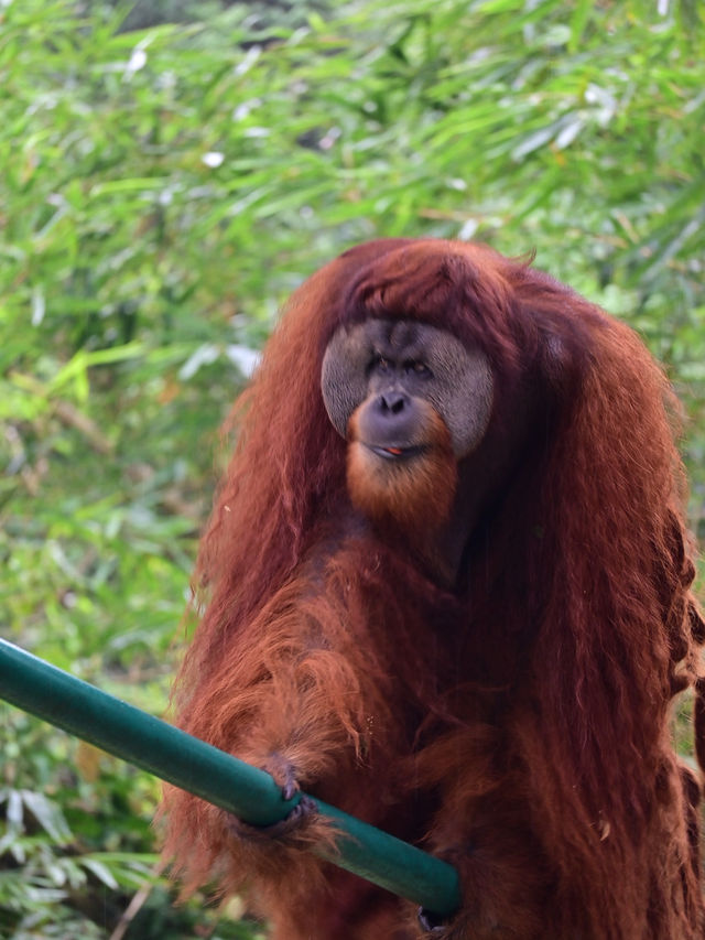 Did You Know?Your Birthday=FREE Entry To Zoo Negara!