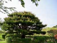 🌸 Walking Through History: A Peaceful Stroll at Goryōkaku Park