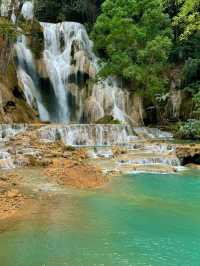 Turquoise Dreams & Jungle Screams 