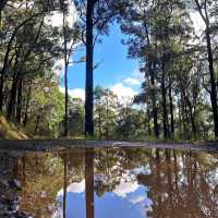 Dandenong Ranges (Day Trip)