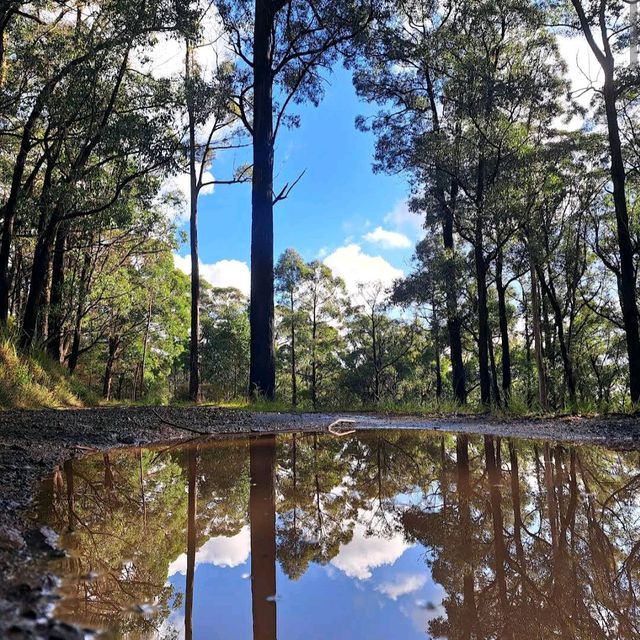 Dandenong Ranges (Day Trip)