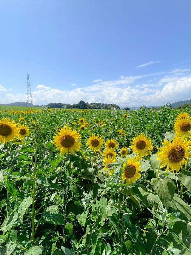 仙台🇯🇵 機場附近景點推介！夏天就嚟宮城縣睇向日葵啦～