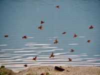 Rare or seasonal sightings