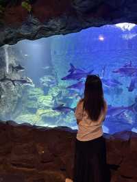 ✨Recommended - Must Visit in Changsha 🩵🐬✨