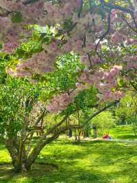 Yuyuantan Park Cherry Blossoms – Beijing’s Most Romantic Spring Spectacle