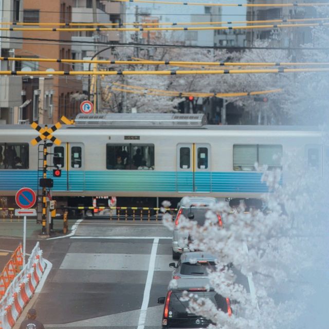 Nakano Sakura Japan