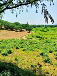 The Flower Fields of Liangzhu: A Living Neolithic Tapestry