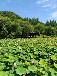 Xianghu Lotus Garden – A Monet Dream Come Alive