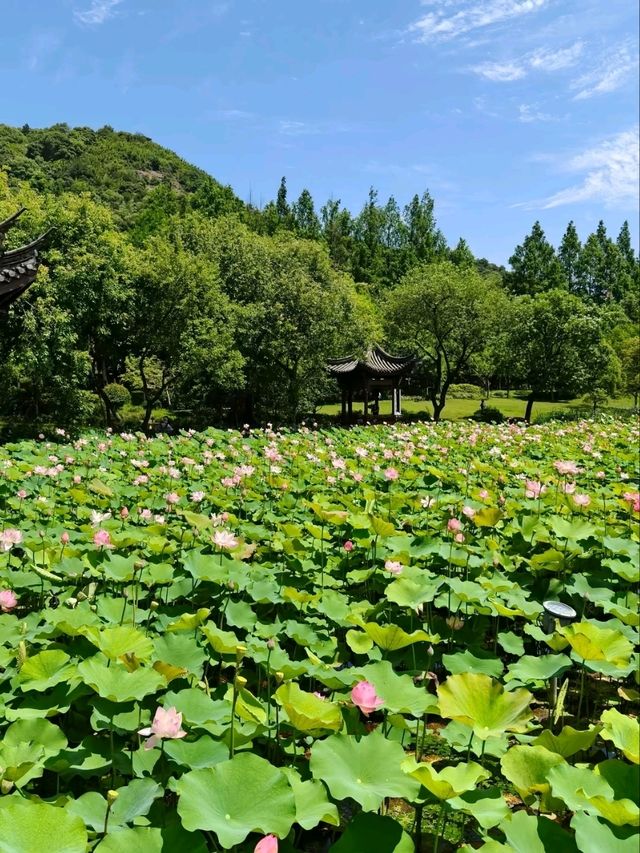 Xianghu Lotus Garden – A Monet Dream Come Alive