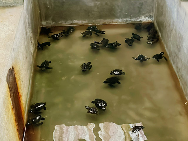 【 ウミガメ保護施設 】スリランカ・ゴール近郊