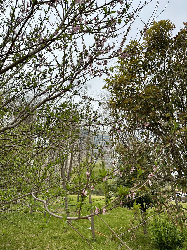 City Calm, Lakeside Light – A Pause at Xiliu Lake Park