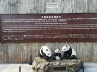 A Day with Pandas: Visiting the Chengdu Research Base of Giant Panda Breeding
