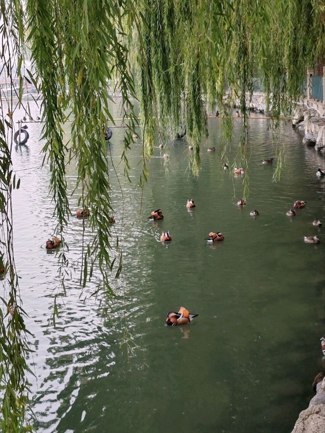 Beihai Park: The Elegance and Vitality of Autumn   Beihai Park: The Elegance and Vitality of Autumn