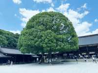 在城市森林中尋求心靈平靜：東京明治神宮遊記