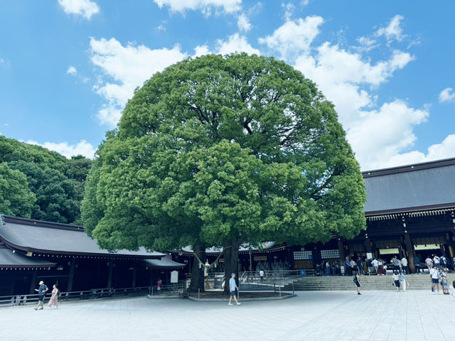 在城市森林中尋求心靈平靜：東京明治神宮遊記