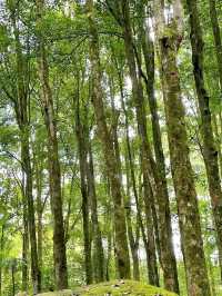 Bali Botanic Garden: Nature’s Retreat in Bedugul