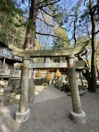  The Majestic Cedar by Kinrin Lake Shrine – A Timeless Guardian 