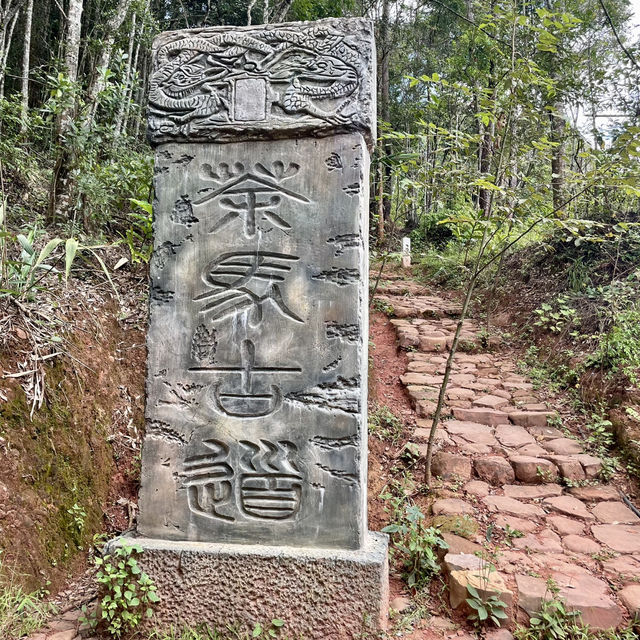 【中国 雲南省】🌿 プーアール 茶馬古道景区