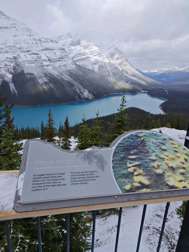 peyto lake