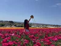 🌸 봄을 수놓는 카르즈배드 플라워 필즈 (Carlsbad Flower Fields)