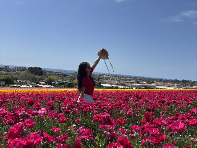🌸 봄을 수놓는 카르즈배드 플라워 필즈 (Carlsbad Flower Fields)