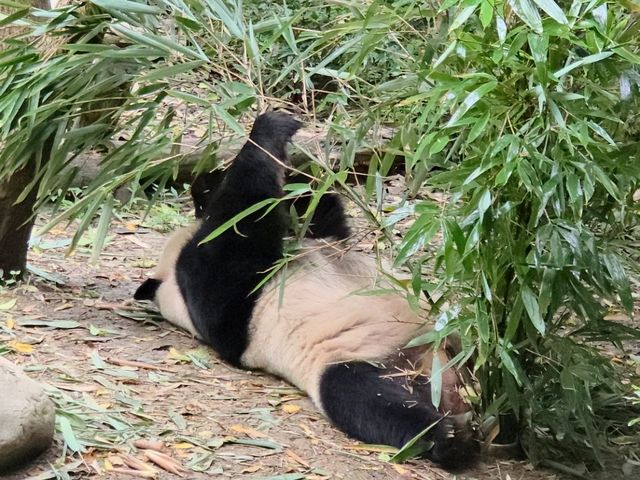 แพนด้า 🐼....เฉิงตู