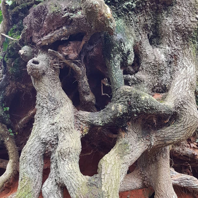 Danes Wood – Woodland Charm in Killerton Estate, Devon