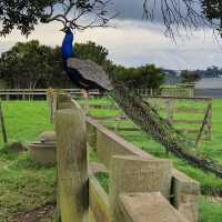 Ambury Regional Park – City-Farm & Harbour Retreat on Auckland’s Shores