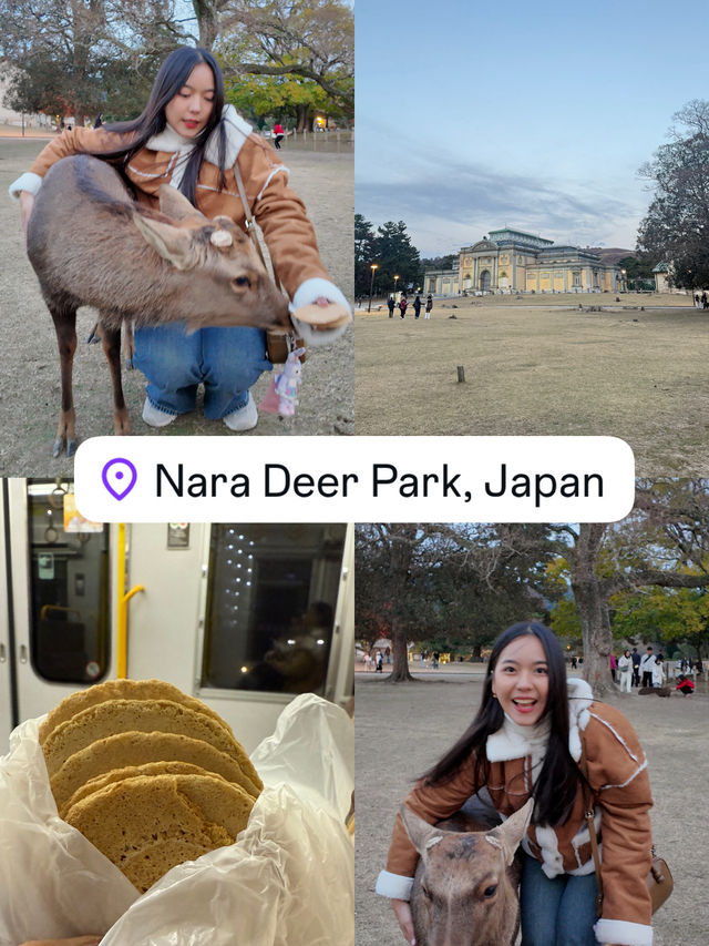 🦌 ตามหาน้องกวางที่ Nara Deer Park (奈良公園) 🦌 ตามหาน้องกวางที่ Nara Deer Park (奈良公園)