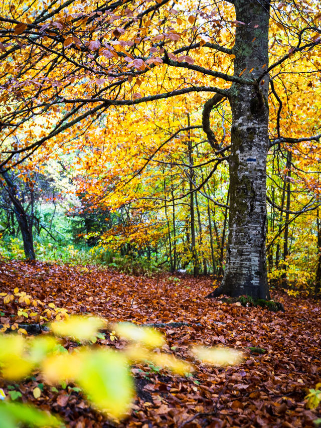 Walking the Stone River of Time on Mount Vitosha Walking the Stone River of Time on Mount Vitosha
