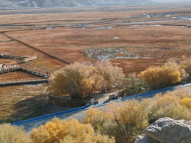 A Bird's-Eye View of the Golden Grassland: A Golden Scroll on the Pamir Plateau