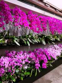 Beautiful Orchid Culture Store: Must-Visit Paradise for Orchid Lovers