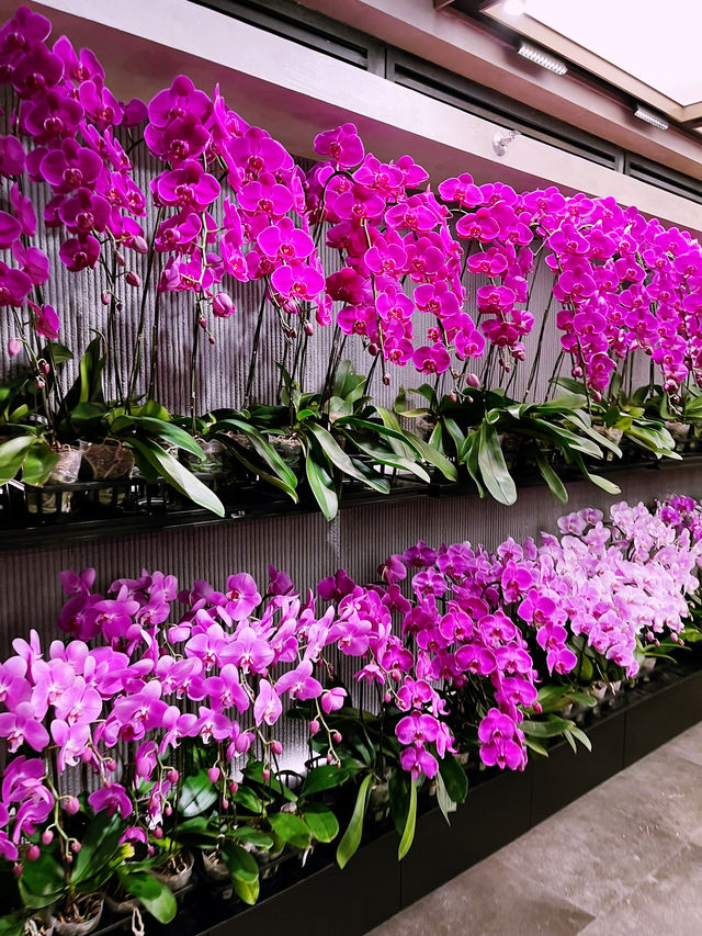 Beautiful Orchid Culture Store: Must-Visit Paradise for Orchid Lovers