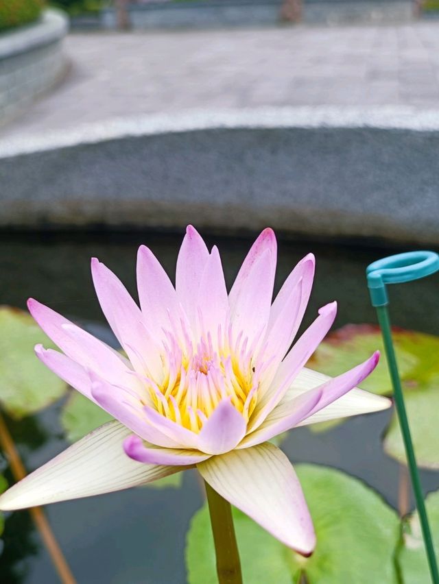 佛國淨土與落羽松秘境交織的南投中台禪寺