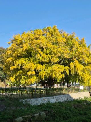 🪵🪾長寿洞のイチョウの木