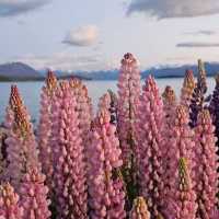 Turquoise Dreams at Lake Tekapo