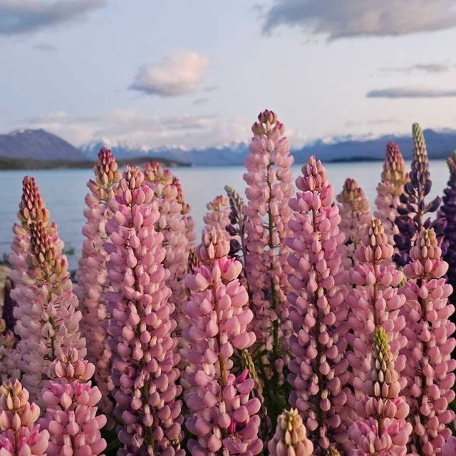 Turquoise Dreams at Lake Tekapo Turquoise Dreams at Lake Tekapo