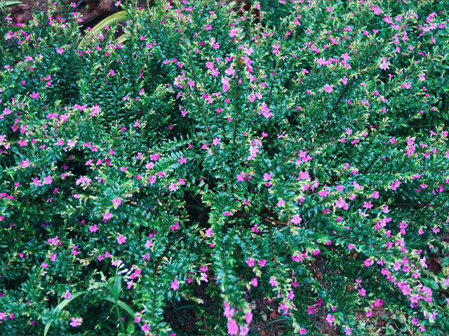 Seasonal Flower Gardens: Where Scenery Changes With Every Visit Seasonal Flower Gardens: Where Scenery Changes With Every Visit