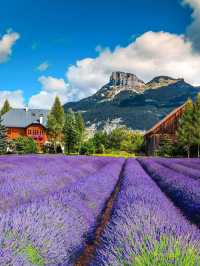 SWITZERLAND’S LAVENDER HILLS OF VALAIS — THE ALPINE PURPLE PARADISE