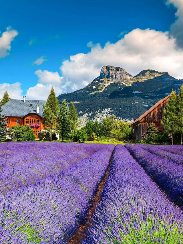 SWITZERLAND’S LAVENDER HILLS OF VALAIS — THE ALPINE PURPLE PARADISE SWITZERLAND’S LAVENDER HILLS OF VALAIS — THE ALPINE PURPLE PARADISE