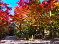 京都龍安寺秋日賞楓必到秘境🍁一場視覺與心靈的雙重盛宴