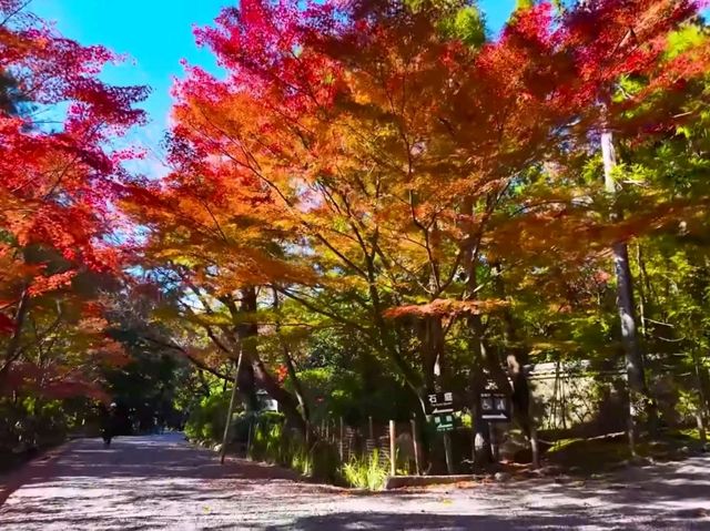 京都龍安寺秋日賞楓必到秘境🍁一場視覺與心靈的雙重盛宴
