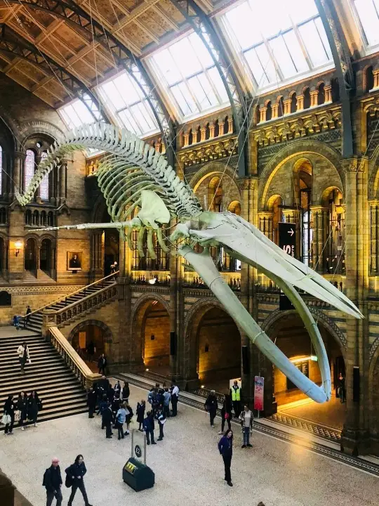 🇬🇧 Natural History Museum, London