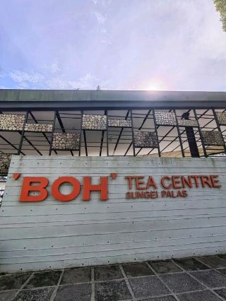Sipping Through the Clouds at BOH Tea Center Sungai Palas 🌱☁️