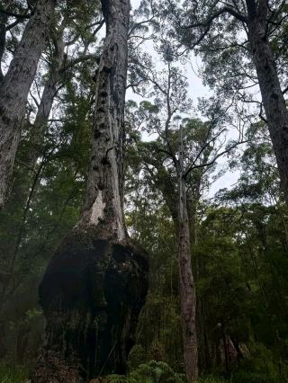 Nature’s Masterpiece — Exploring Walpole-Nornalup National Park