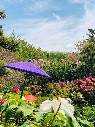 [A Floral Paradise] Machida Peony Garden ~Cherry Blossoms, Peonies, Azaleas, and Wisteria~.