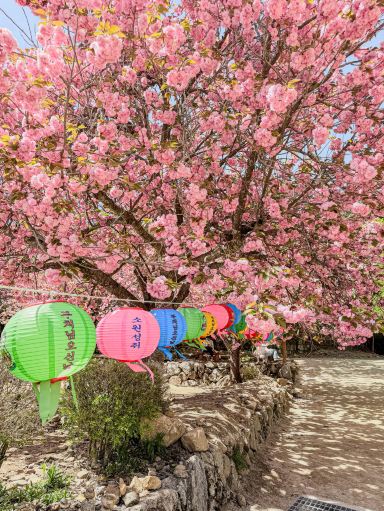 Suncheon's Double Cherry Blossom Hotspot, Seonamsa Temple. | Trip